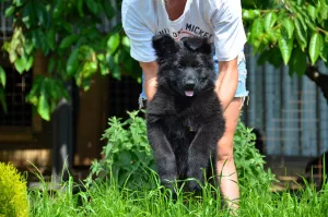 Photo №3. boy and girl, German shepherd dogs, long-haired, KSU / FCI, brand, video,. Ukraine