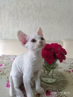 Additional photos: Devon Rex