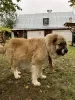 Additional photos: Caucasian Shepherd puppies