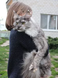 Photo №3. Maine Coon Girl. Russian Federation