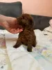 Photo №4. I will sell poodle (toy) in the city of Бачка-Паланка. breeder - price - negotiated