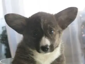 Additional photos: Welsh corgi cardigan puppy pedigree