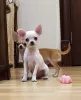 Additional photos: beautiful cute white chihuahua gsh