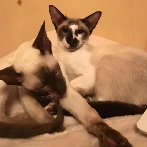 Photo №3. Playful siamese!. Ukraine