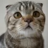 Photo №1. scottish fold - for sale in the city of Москва | 380$ | Announcement № 24364