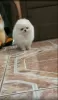 Photo №2 to announcement № 129037 for the sale of pomeranian - buy in Austria private announcement