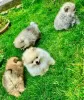 Photo №3. Pomeranian Pomeranian puppy puppies for sale. Germany