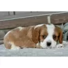 Photo №3. Cavalier King Charles Spaniel available. United States