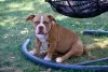 Photo №1. american bully - for sale in the city of Sarajevo | negotiated | Announcement № 111695