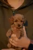 Photo №4. I will sell poodle (toy) in the city of Mladenovac. breeder - price - negotiated