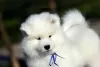 Additional photos: Samoyed puppies for sale