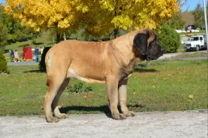 Photo №1. english mastiff - for sale in the city of Zaporizhia | Negotiated | Announcement № 4206