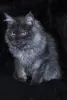 Photo №2 to announcement № 9115 for the sale of maine coon - buy in Russian Federation from nursery