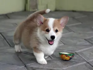 Photo №3. Corgi at a great price!. Belarus