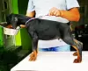 Additional photos: Doberman BEST puppies