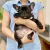 Photo №1. french bulldog - for sale in the city of Bremen | 380$ | Announcement № 128238