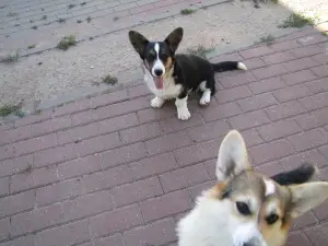 Photo №3. Welsh Corgi Cardigan. Belarus