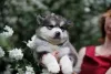 Photo №4. I will sell alaskan malamute in the city of Москва. private announcement - price - 500$