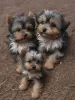 Photo №1. yorkshire terrier - for sale in the city of Kansas City | 400$ | Announcement № 129523