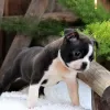 Photo №1. boston terrier - for sale in the city of Jasper | negotiated | Announcement № 9073