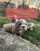 Photo №1. english bulldog - for sale in the city of Ronneby | 423$ | Announcement № 47596