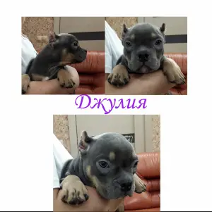 Photo №4. I will sell american bully in the city of Novosibirsk. from nursery - price - 2417$