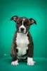 Additional photos: American Staffordshire Terrier