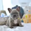 Photo №1. french bulldog - for sale in the city of Berlin | negotiated | Announcement № 97345