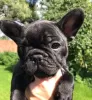 Additional photos: French Bulldog FCI