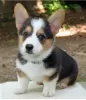 Photo №1. welsh corgi - for sale in the city of Градец-Кралове | negotiated | Announcement № 96477