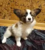 Additional photos: Papillon puppies boys and girls