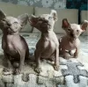 Photo №2 to announcement № 8678 for the sale of sphynx cat - buy in Russian Federation breeder