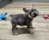 Additional photos: French Bulldog Puppies For Sale