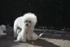 Additional photos: Kc Registered Bichon Frise Pups