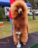 Photo №2 to announcement № 110778 for the sale of poodle (royal) - buy in Serbia 