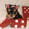 Photo №2 to announcement № 128412 for the sale of yorkshire terrier - buy in Finland breeder