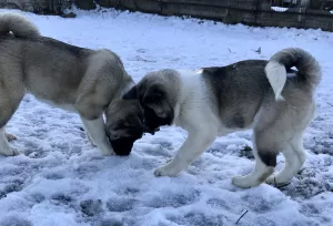 Photo №3. American Akita puppies, 2 boys and 1 girl. Ukraine