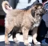 Additional photos: caucasian shepherd puppies