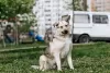 Photo №4. I will sell non-pedigree dogs in the city of Москва. private announcement - price - Is free