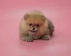 Photo №2 to announcement № 78170 for the sale of pomeranian - buy in Germany breeder