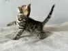 Photo №3. Bengal kitten. United Kingdom