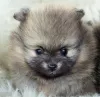 Additional photos: BEAUTIFUL POMERANIAN MINIATURE SPOT