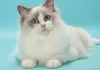 Photo №1. ragdoll - for sale in the city of Puurs-Sint-Amands | Is free | Announcement № 128218