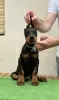 Additional photos: doberman puppies