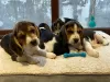 Photo №2 to announcement № 63451 for the sale of beagle - buy in United States 