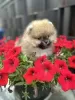 Photo №2 to announcement № 111602 for the sale of pomeranian - buy in Serbia 