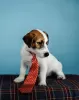 Photo №2 to announcement № 18269 for the sale of jack russell terrier - buy in Russian Federation breeder