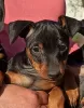 Photo №4. I will sell miniature pinscher in the city of Kiev. private announcement, from nursery - price - 547$