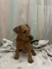 Photo №3. Irish Terrier puppies. Russian Federation