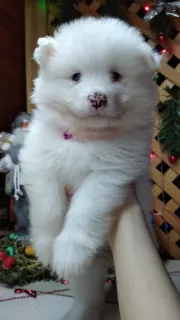 Additional photos: Samoyed Puppies Bear type